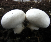 Agaricus bisporus
