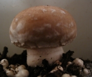 Agaricus bisporus var portabella