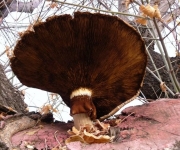 Agrocybe aegerita