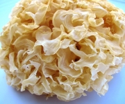 Sparassis crispa
