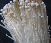 Flammulina velutipes