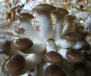 Pleurotus ostreatus