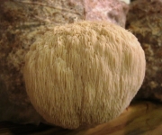 Hericium erinaceus