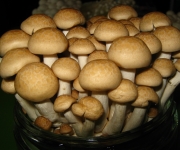 Hipsizigus marmoreus
