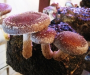 Lentinula edodes