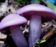 Lepista nuda