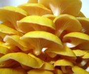 Pleurotus citripinoleatus