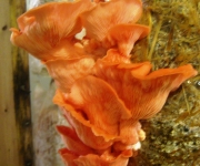 Pleurotus djamor
