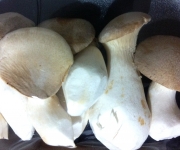 Pleurotus eryngii
