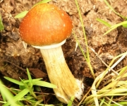 Psilocybe cubensis
