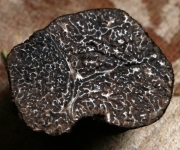 Tuber melanosporum